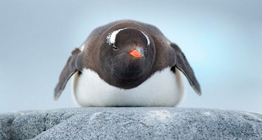 Google’s New Penguin Update is Here! What Does it Mean for Your SEO?